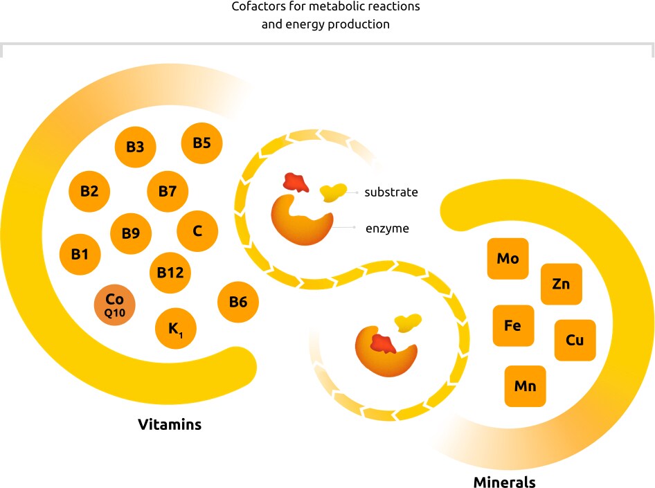 The importance of vitamins and minerals and the role of Supradyn