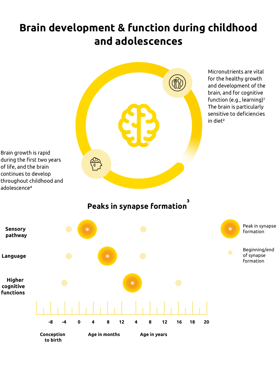 Impact on children and adolescents’ brain development